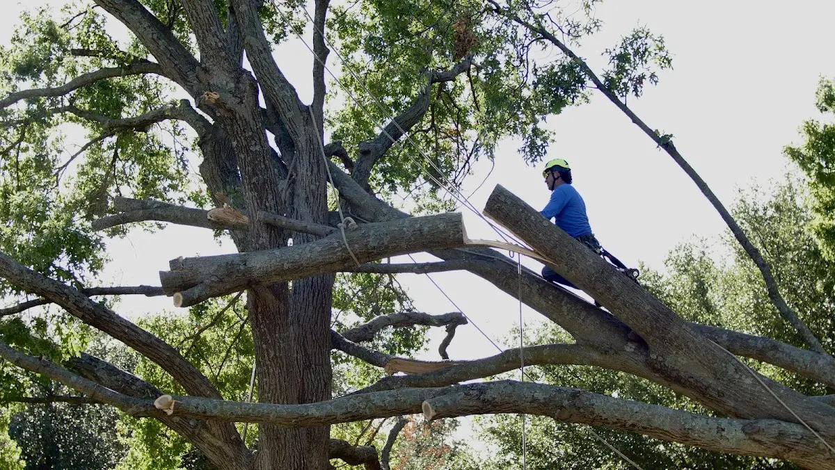 Professional Crown Thinning performed by certified arborists in Sumatra